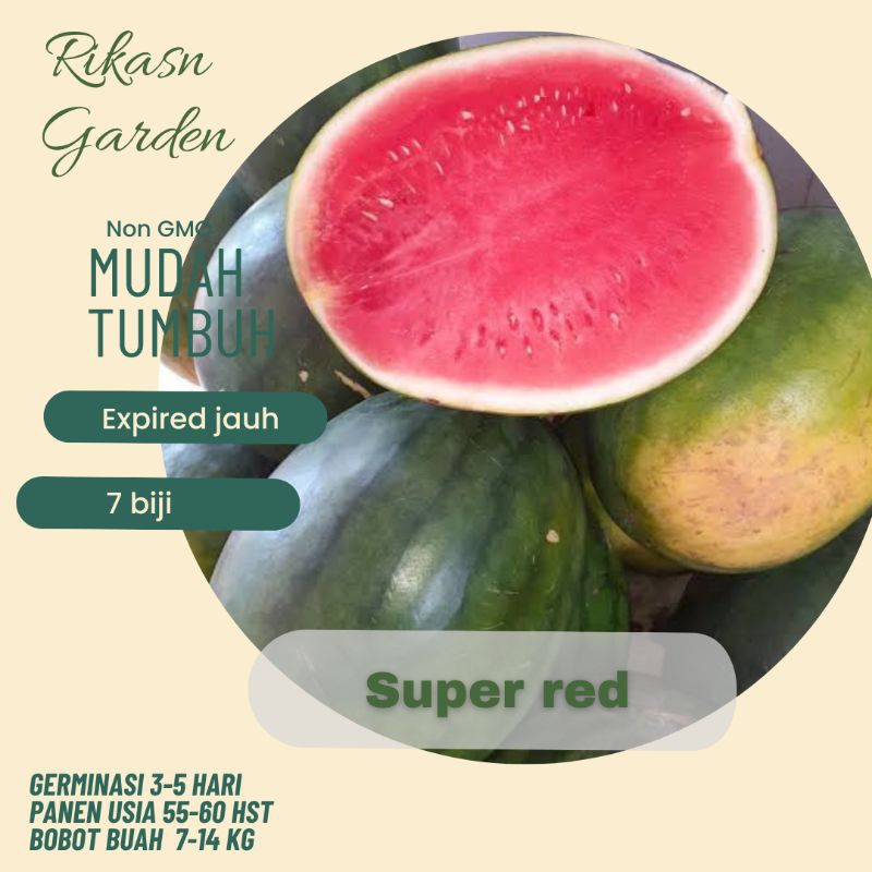 KHUSUS BATAM, BARELANG, BELAKANG PADANG benih biji bibit semangka non biji sekelas juve