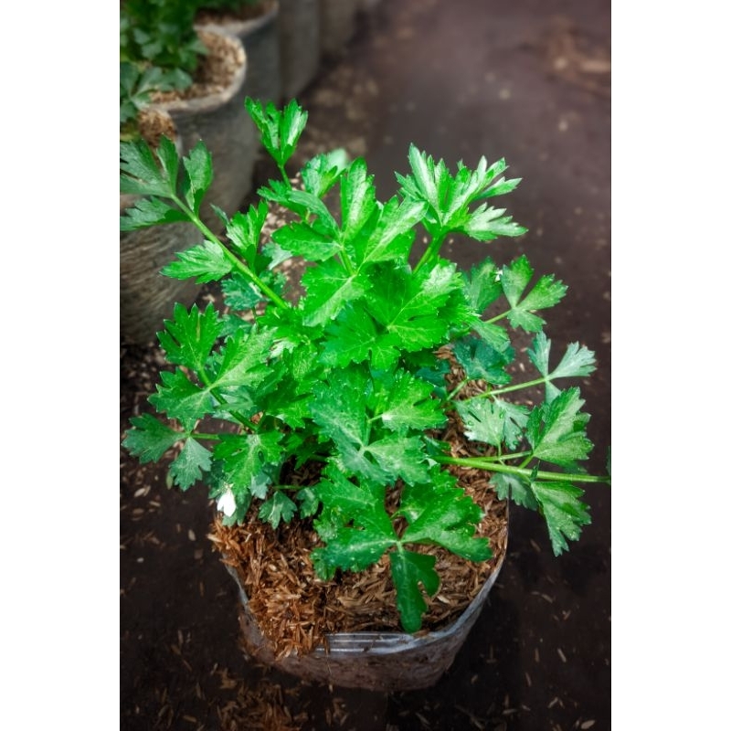 

saledri bibit segar siap tanam