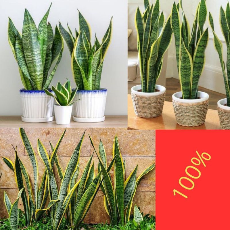 10Pohon Lidah Mertua Hidup, Lidah Mertua Besar, Lidah Mertua Jumbo