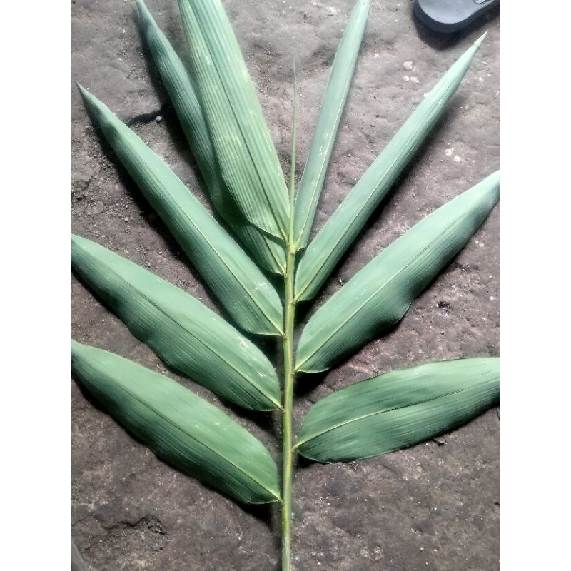 

DAUN BAMBU JUMBO 7-10cm, bungkus jajanan