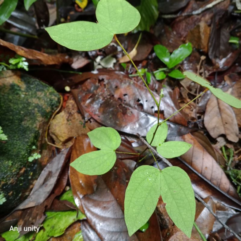 ardisia butterfly