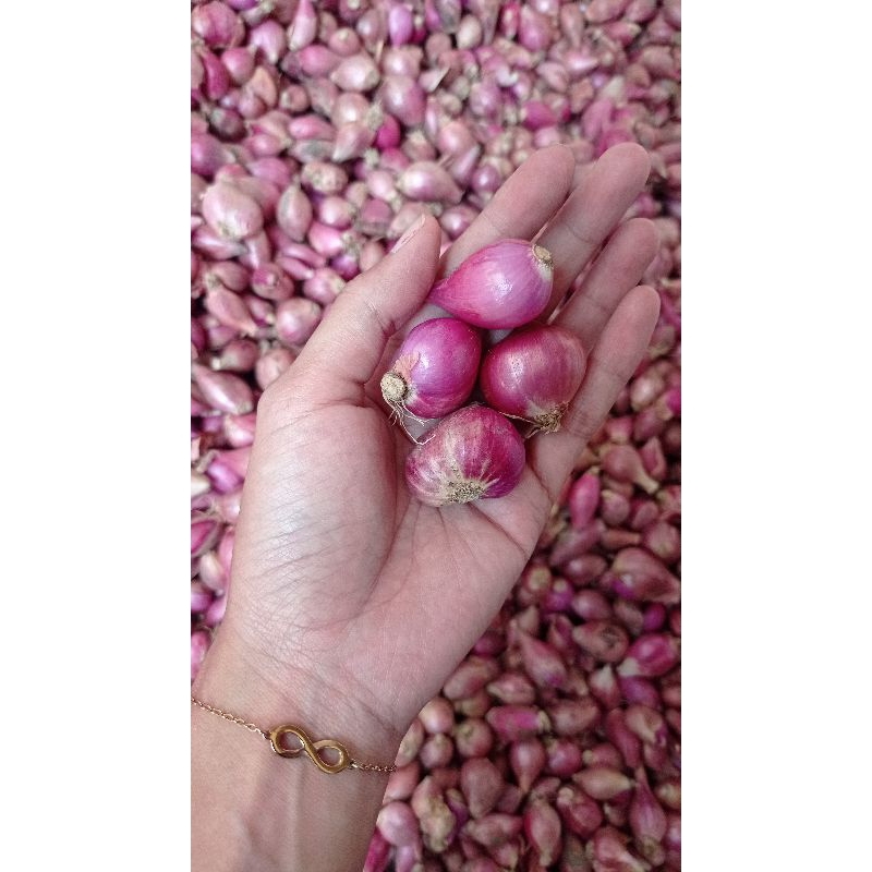 

bawang merah tanggung besar lokal