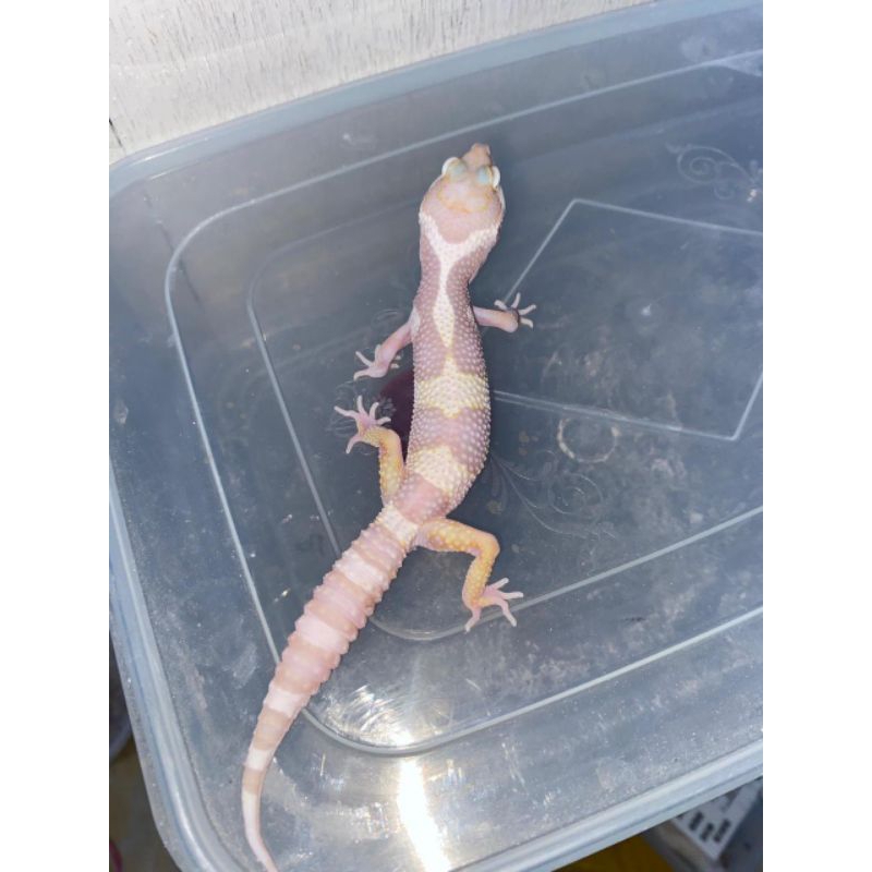 mainan gecko Mack snow tremper het eclipse ♂️