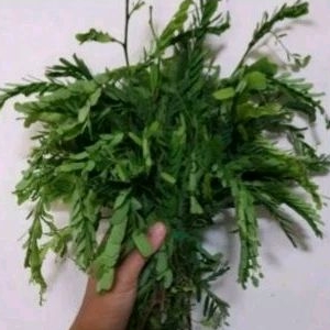 

Daun sinom segar / daun asam jawa