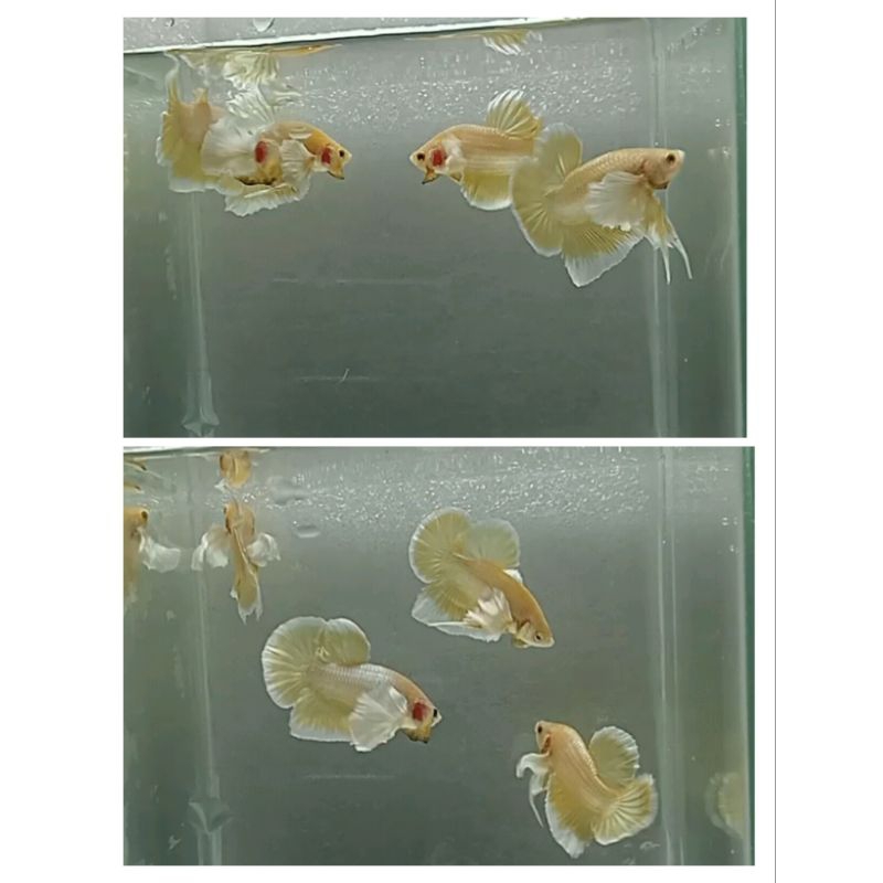 Hiasan Aquarium Pk Dumbo Ear Gold