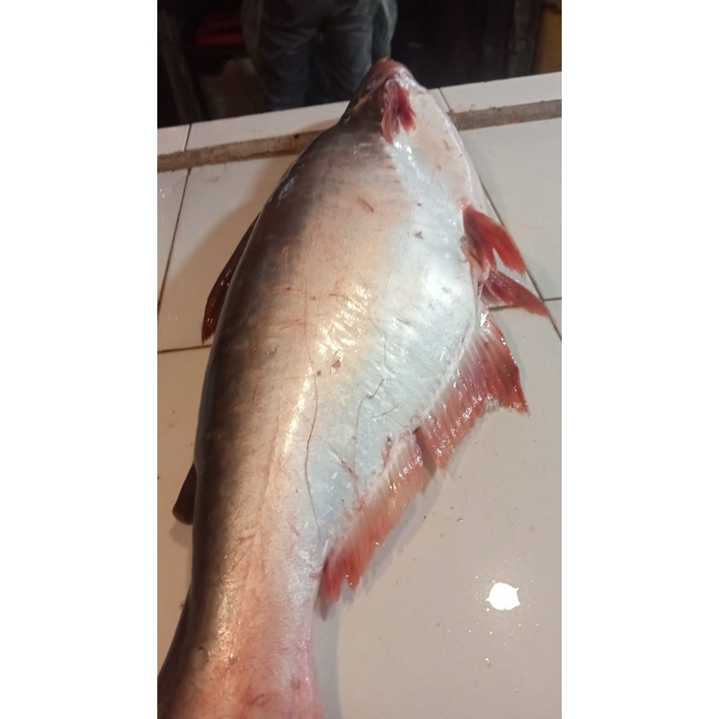 

ikan patin sungai