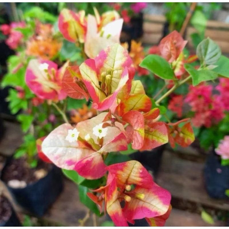 TANAMAN HIAS BUGENVIL CITRA