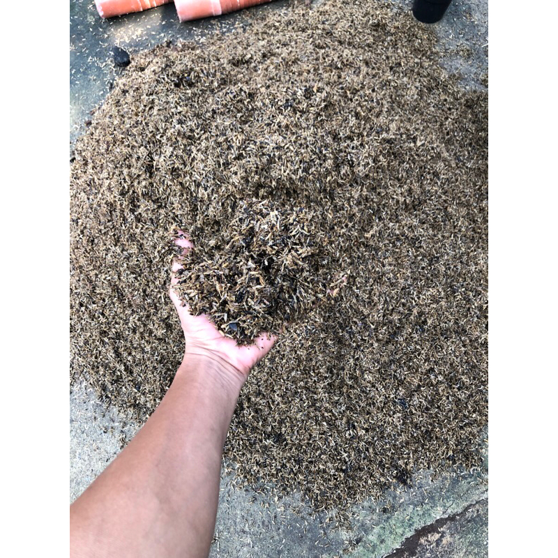 media tanam fermentasi