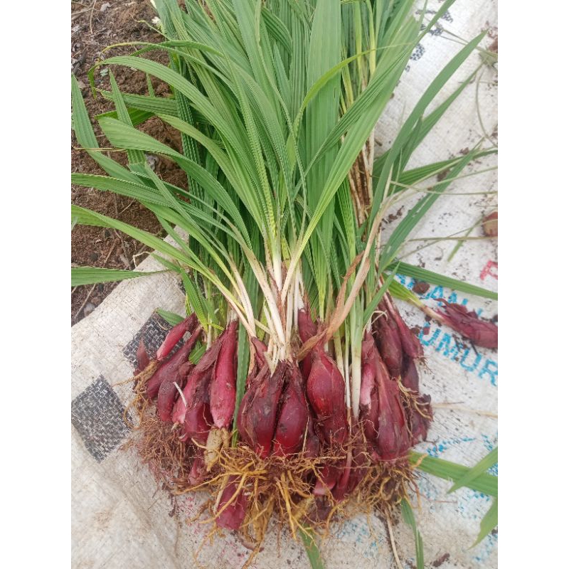 

bawang dayak segar 500g