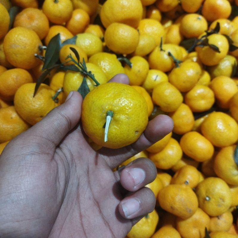 

Jeruk Shantang RRC Manis 1kg
