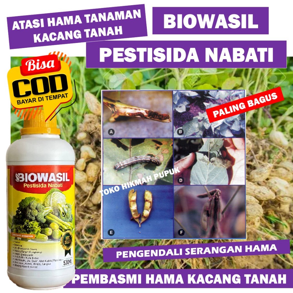Insektisida Hama Ulat Kacang Tanah Paling Bagus BIOWASIL Pestisida untuk Atasi Hama Ulat Kacang Tana