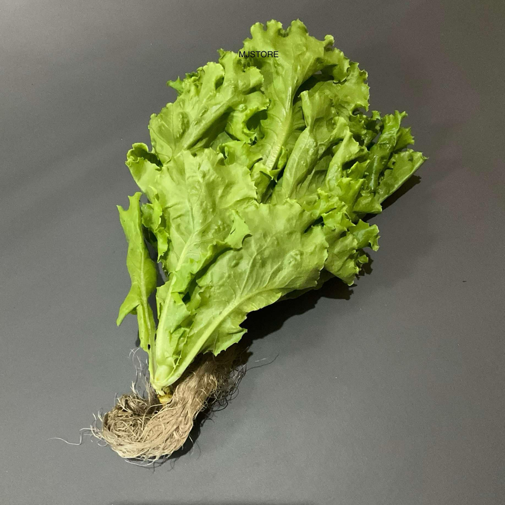 

Sayur Selada Hijau Segar 1 ikat Cesim Fresh Hidroponik