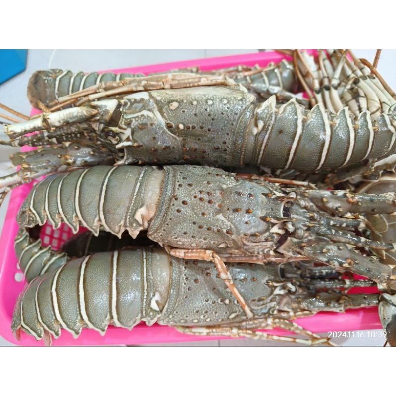 

Lobster Laut/ Lobster Segar / Lobster Pakistan / Seafood Berat 1kg