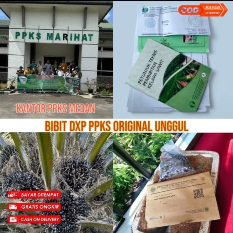 Benih Bibit Sawit Original PPKS DXP MEDAN PELEPAH PENDEK