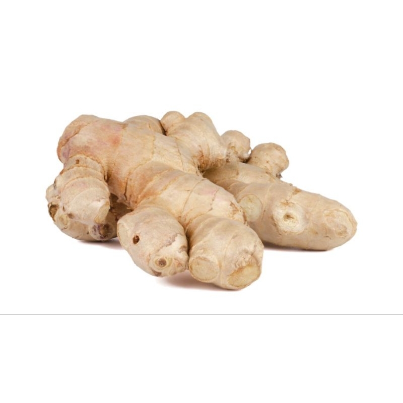 

jahe gajah segar 1kg