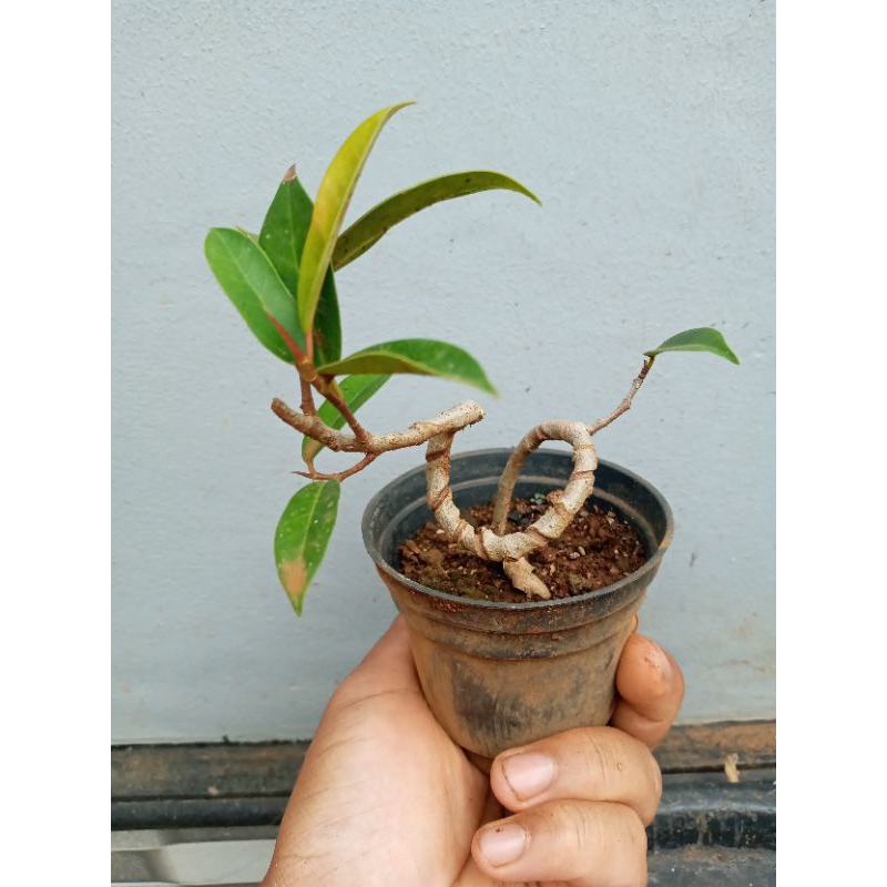 ficus kuryo mini pot 8cm