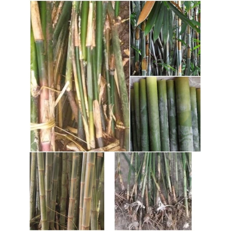 Paket bibit bambu Gombong, lemang, Tamiang
