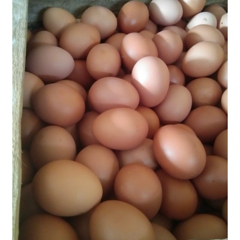 

distributor telor ayam omega premium 1kg.