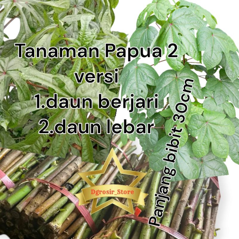 1kg Tanaman bibit TELO PAPUA 2 versi Pakan Kambing