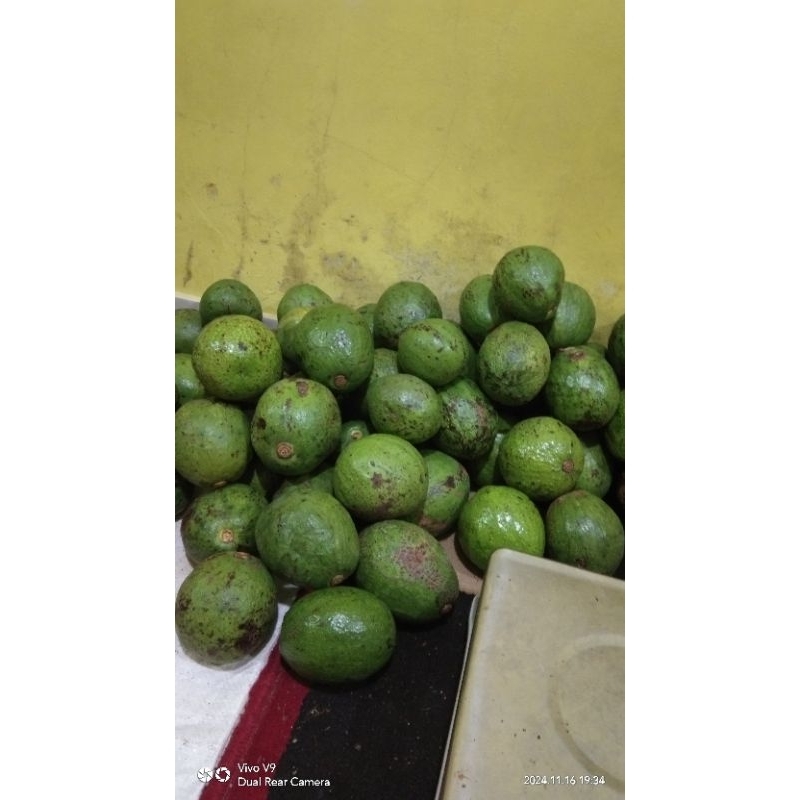 

alpukat mentega 1 kg buah segar