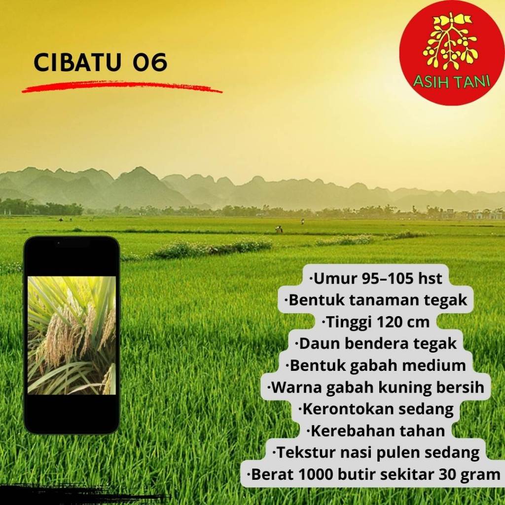 Cibatu 06 Benih Padi Cibatu 06 bibit padi kemasan 5kg