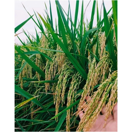 Benih Padi Inbrida C2 Bibit Padi C2 5kg