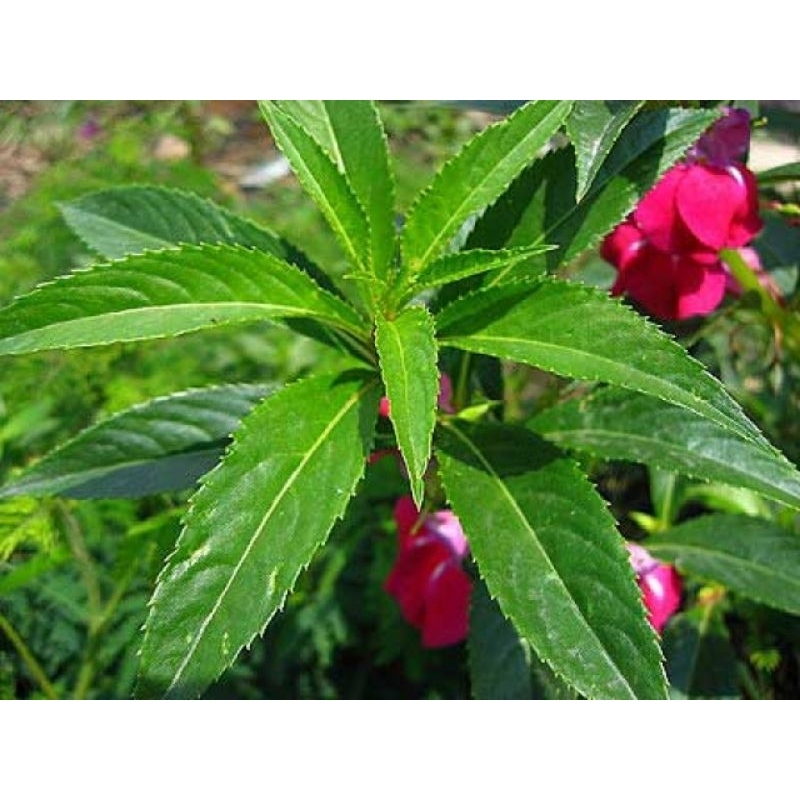 

Daun Bunga Pacar Air / Daun Pihong Segar 250 gram