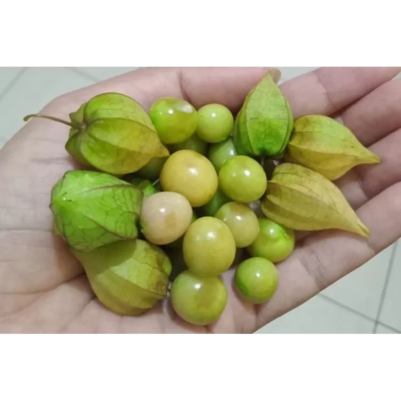 

Buah ciplukan / goldenberry / cecendet / ceplukan 50 gr