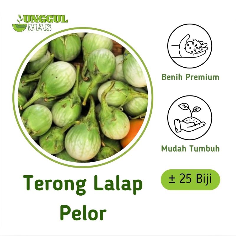 UnggulMas - 25 Benih Terong Lalap Pelor Bulat Premium Manis / Bibit Terong Hijau Bulat Enak Murah Mu