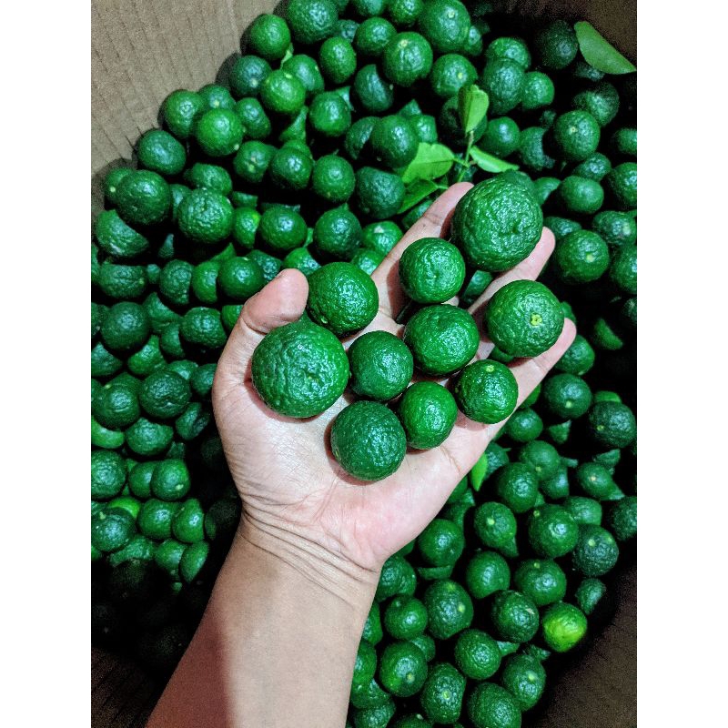 

Jeruk Limau 1 Kg Fresh Petik Langsung