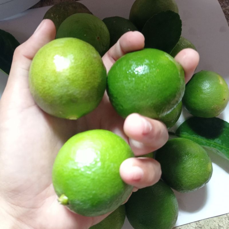 

Jeruk Nipis Fresh banyak airnya langsung Petik dari pohon 250gr/ 500 g/1 Kg