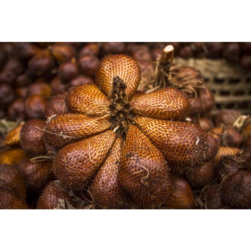 

Obral SALAK Murah 1 Kg