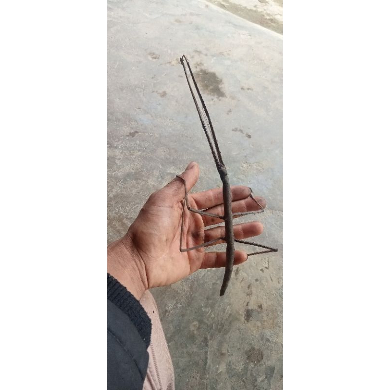 belalang tongkat jumbo hidup