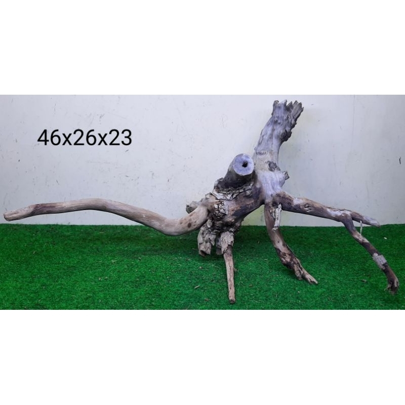 Bonggol Kayu Santigi Laut - Kayu Tenggelam - Aquascape - Aquarium - Taman - 46x26x23 B3