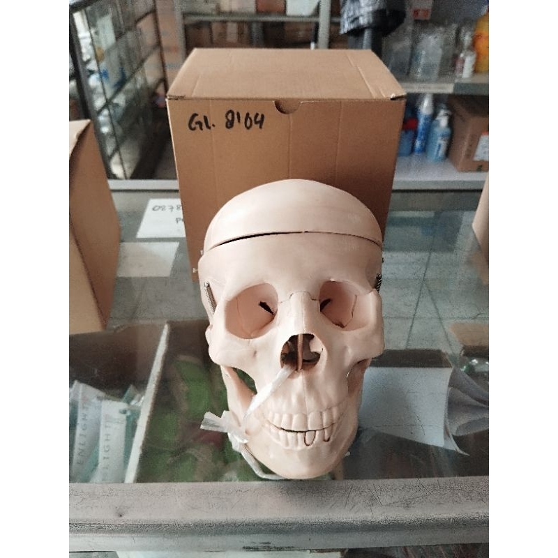 manekin/model tengkorak manusia GL_8104