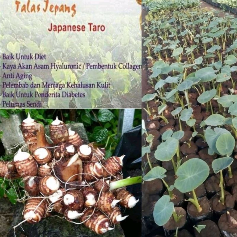 bibit talas jepang satoimo asli 1kg