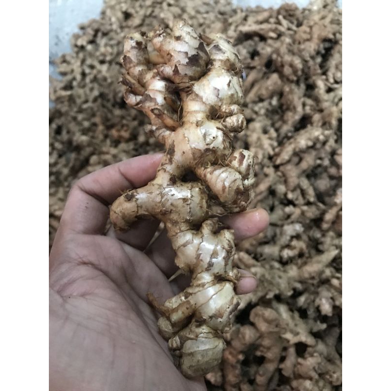 

Sepesial PROMO Jahe emprit 1kg segar dan pedas