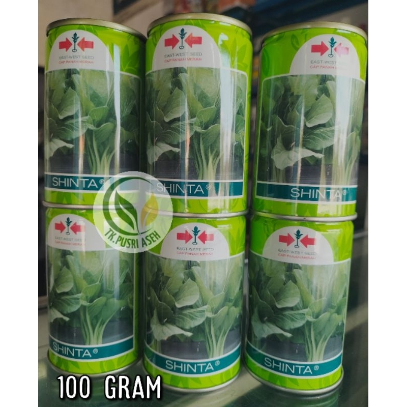 benih sawi caisim shinta
