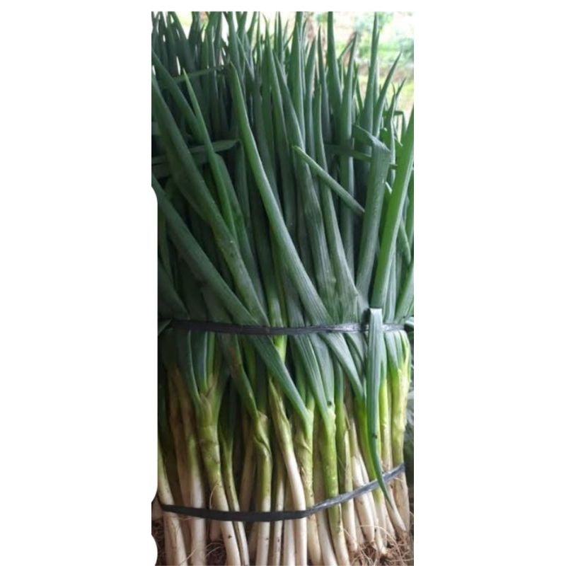 

DAUN BAWANG 250 gr