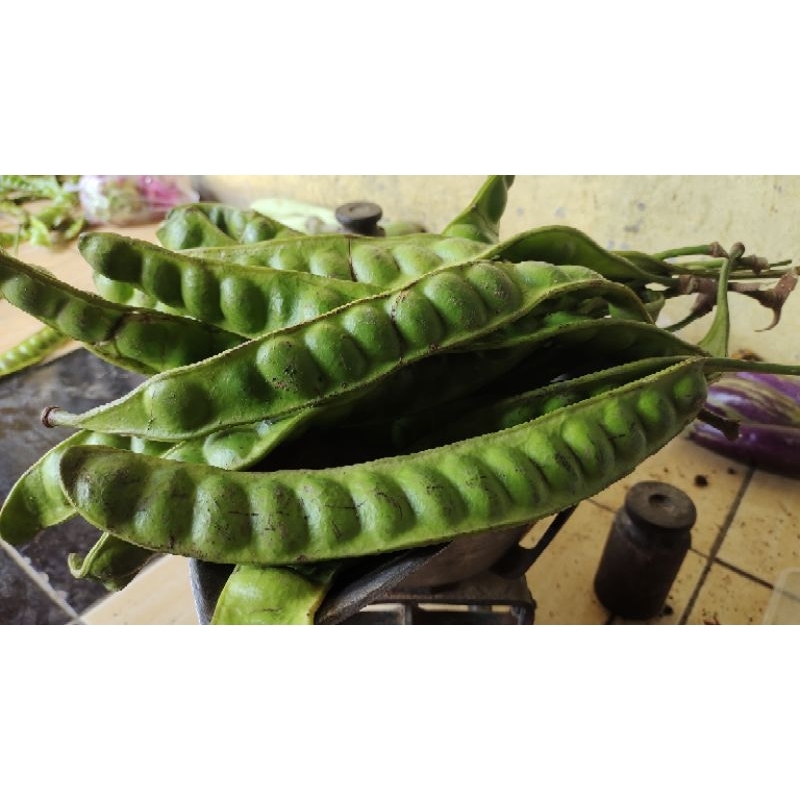 

petai asli Wonogiri per 1kg isi 12-15 papan(dikirim yang bagus)