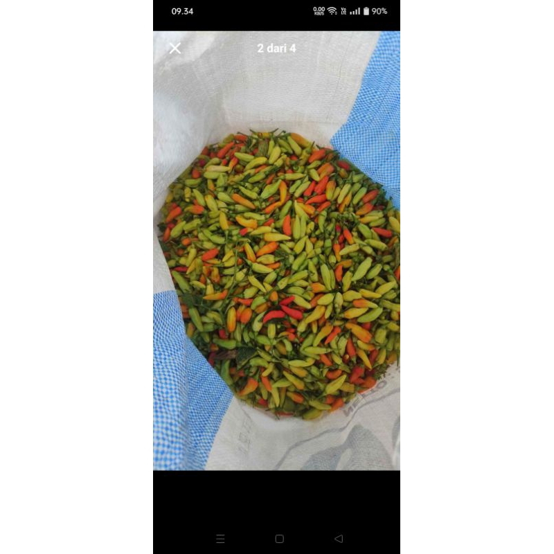 

cabai rawit 1kg 20.000