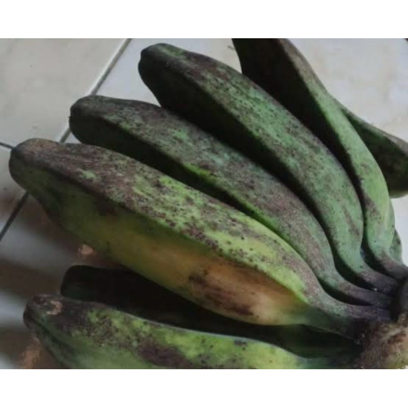 

pisang pipit
