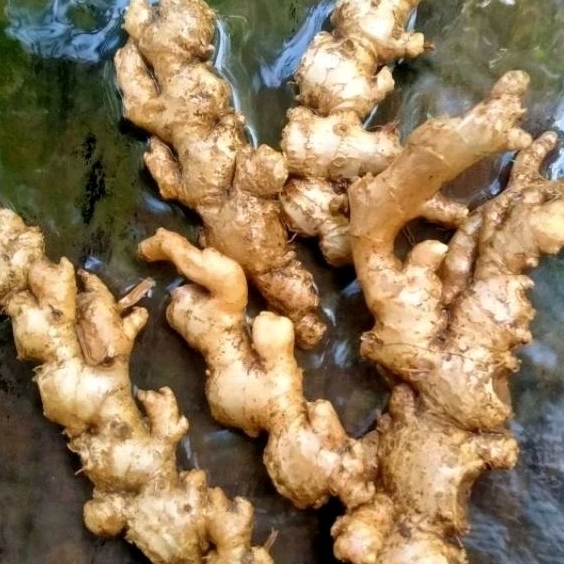 

Jahe Emprit HERBAL segar alami