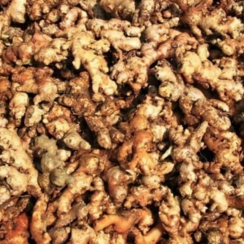 

Jahe Emprit Asli pedas fresh 1 kg cuci bersih
