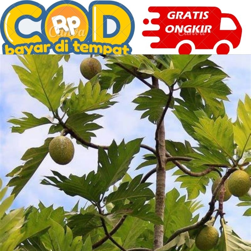 

kulit pohon sukun segar di ambil saat di pesan 100 gram