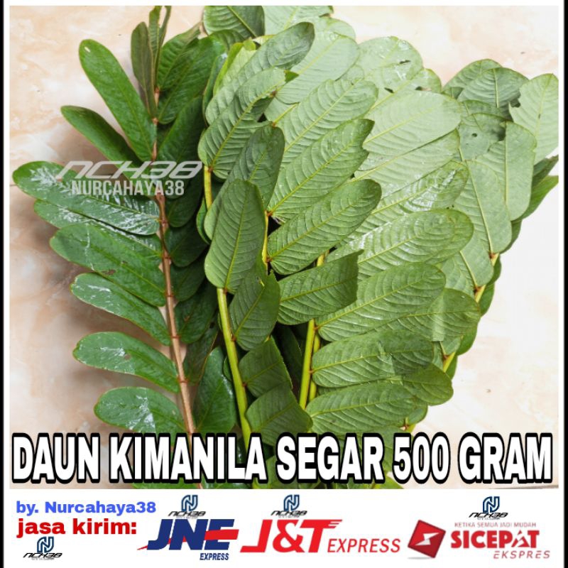 

Daun Kimanila Segar 500 gram