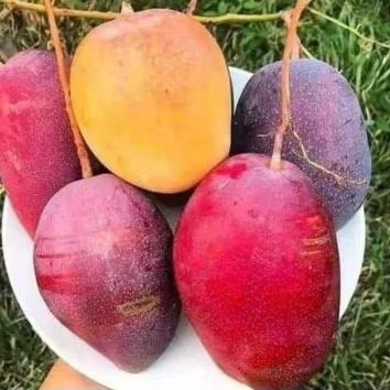 

Mangga Garifta Merah 1 Kg ( Ukuran Besar )