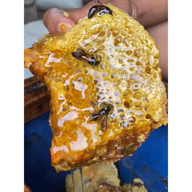 

madu Hutan asli 5 liter, 100% asli murni