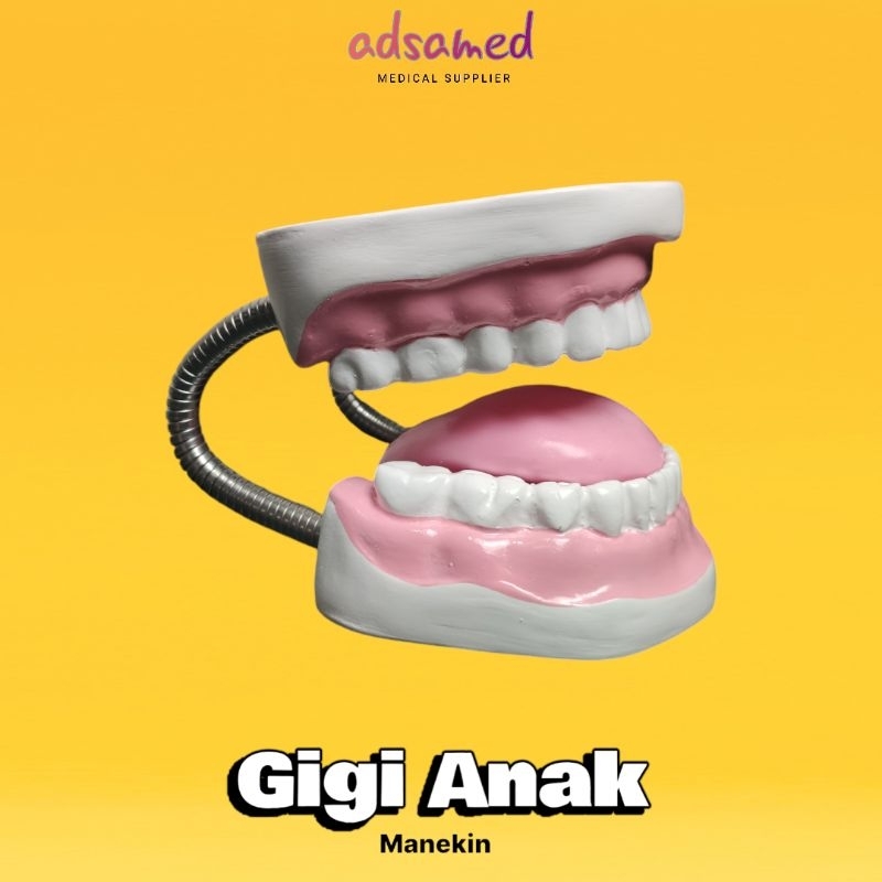 PHANTOM MANIKIN GIGI ANAK / Manikin Gigi Anak Fiber