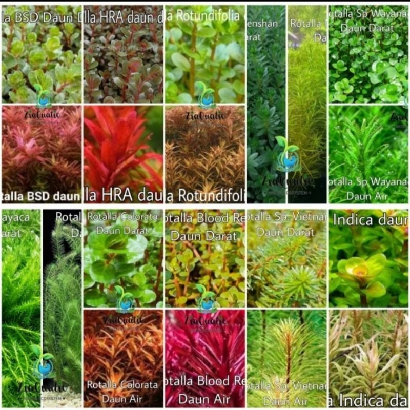 paket 100 batang 10 jenis tanaman aquascape